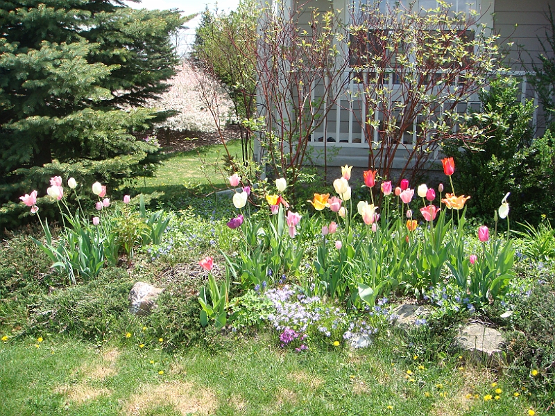 13 Nancy's Garden [2009 May 10].JPG - Nancy's Garden.